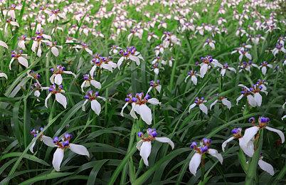 《怪物猎人崛起：曙光》简中翻译被喷 玩家又绷不住了